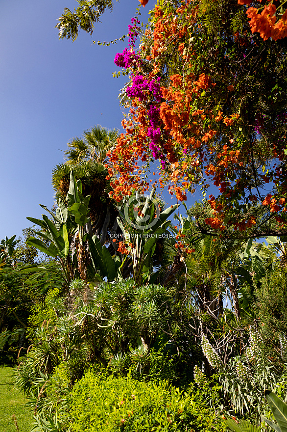 Jardín Sitio Litre - Puerto de la Cruz - Tenerife