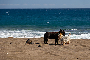 Playa del Horno - mascotas - Tenerife