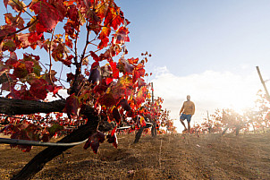 Red leaves vineyard - El Hierro