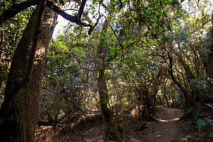 Bosque - El Hierro