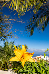 Jardín Victoria - La Orotava - Tenerife