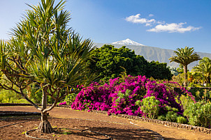 Parque de la Sortija - Tenerife