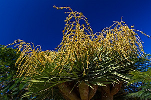 Dragon tree with seeds