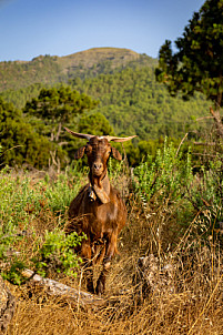 La Palma Goat