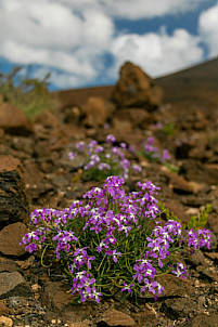 Plantas en el sur de Fuerteventura