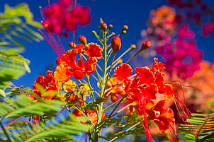 Gran Canaria Flowers
