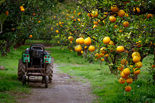Naranjas en el Valle de Agaete
