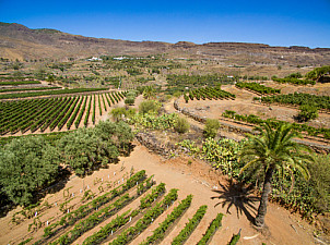 Vineyard - bodega - Santa Lucía - San Bartolomé de Tirajana