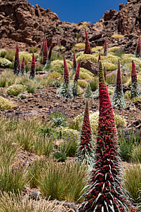 Tajinastes rojos - Cañadas del Teide - Tenerife