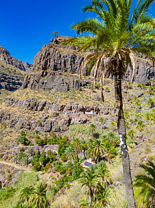 Palmeral cerca de Soria - Gran Canaria