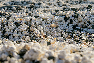 Playa del Bajo de la Burra - Popcorn Beach