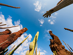Jardin de cactus - Lanzarote