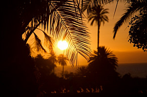 Sunset through palms