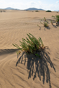 Corralejo dunas - Fuertaventura