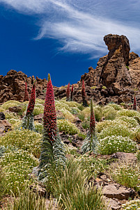 Tajinastes rojos - Cañadas del Teide - Tenerife