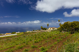 Bodega El Cercado Tenerife