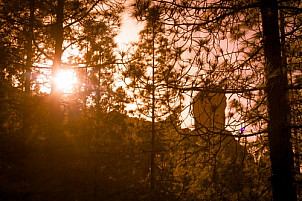 Sunset and Roque Nublo through forest