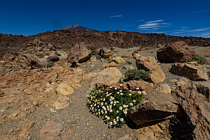Cañadas del Teide - Tenerife