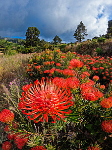 La Palma: Proteas en el campo