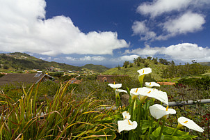 Bodega Marba Tenerife