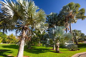 Palmetum - Tenerife