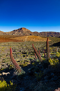 Tajinastes - Cañadas del Teide - Tenerife
