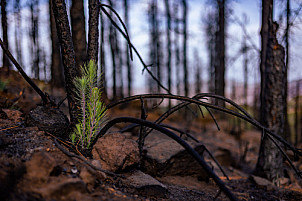 incendio forestal pino canario gran canaria