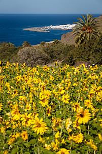Sunflowers at Guayedra - Gran Canaria