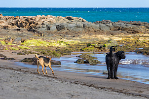Playa del Horno - mascotas - Tenerife