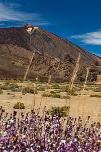 Las Cañadas y El Teide - Tenerife