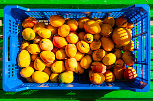 La Gomera:Mangos