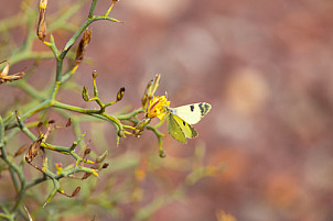 Lanzarote: Azufrada Canaria Butterfly