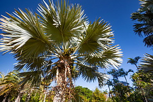 Palmetum - Tenerife