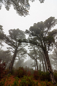 Bosque cerca La Llania - El Hierro