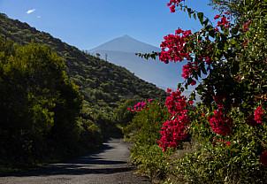Tenerife: On the road to El Caletón