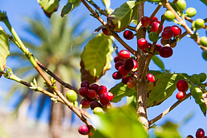 Coffee Valley of Agaete