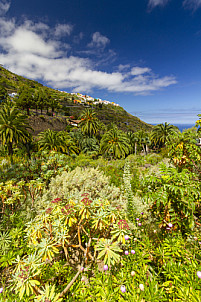 Icod de Los Vinos Tenerife