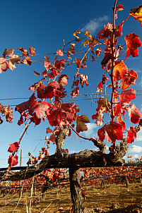 Red leaves vineyard - El Hierro