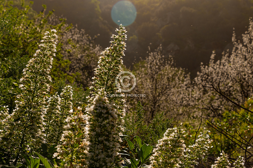 flowering plants in Agaete Valley