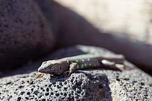 Lanzarote: Gallotia atlantica lizard