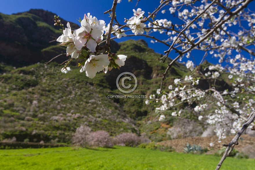 Almond blossom in Guayadeque