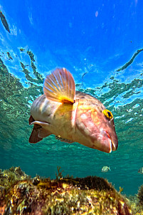 Fish of Las Canteras