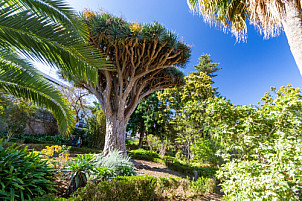 Hijuela del Botánico - La Orotava - Tenerife