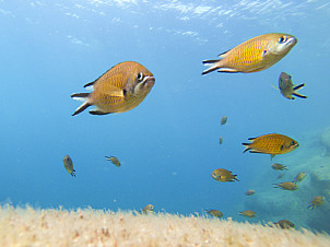 Fish of Gran Canaria