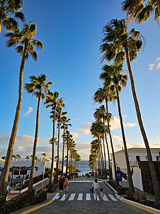 Playa Blanca palm tree lane