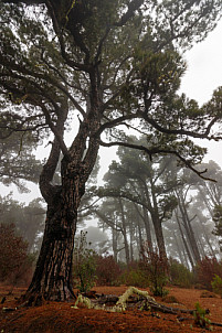 Bosque cerca La Llania - El Hierro