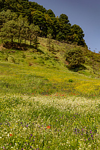 Meseta Nisdafe en primavera - El Hierro