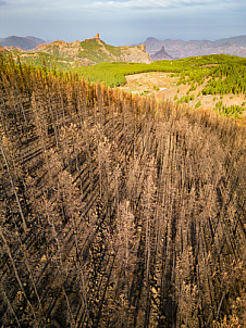 incendio forestal pino canario gran canaria