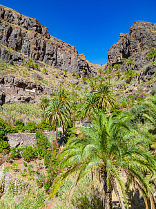 Palmeral cerca de Soria - Gran Canaria