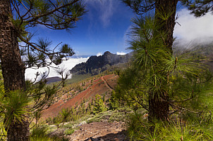 Corona Forestal Tenerife